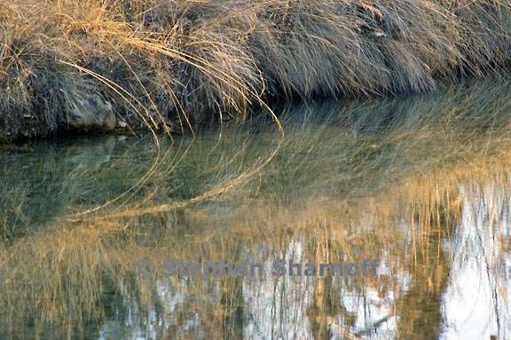 grass reflections 1 graphic